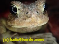/home//u458753944/public_html/sourcegallery//Roxborough Toad Detour/2013-2019/2017/P4100654.JPG